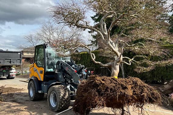 Giant wheel loader carrying a tree